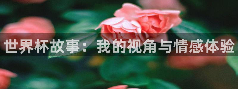 世界杯比赛:世界杯故事:我的视角与情感体验